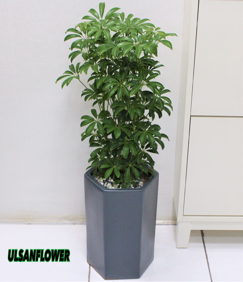 �󼼳��뺸��